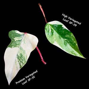 Variegated Philodendron Strawberry Shake Cutting - Rare strawberry philodendron collector GIFT plant - USA Seller