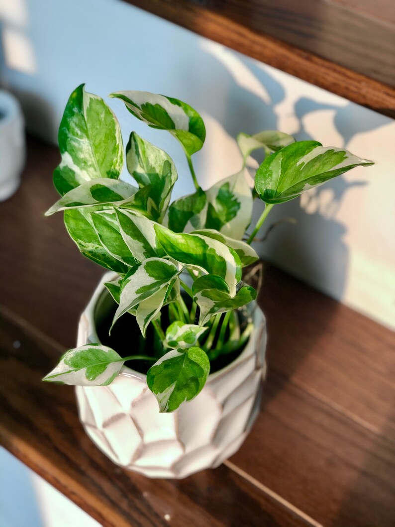 RARE Pothos Njoy FULL Pot 4Pot White Variegated Indoor Vines Etsy