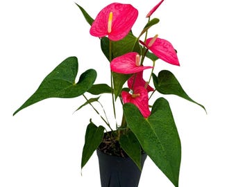 Pink Anthurium Flowering Plant 4" Grow Pot - Easy Care Hardy Houseplant - Low Light Live Flower Plant with Blooming Flowers For Gift