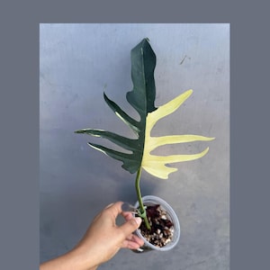 Philodendron Florida Beauty x Tortum Extremely Rare Plant Exact Pot - Cream , White Variegation Super Rare Collector EXACT Plant