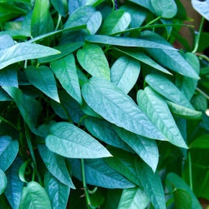 May include: Close-up of a hanging plant with lush, blue-green leaves. The leaves are heart-shaped and have a textured surface. The plant is a vibrant shade of green, creating a refreshing and natural aesthetic. The plant is likely a houseplant or decorative plant.