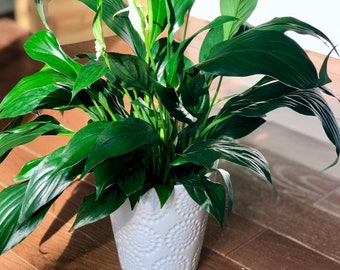 Peace Lily Indoor plant in a 4" Nursery Pot - Indoor easy care flowering houseplant - Air purifier plant