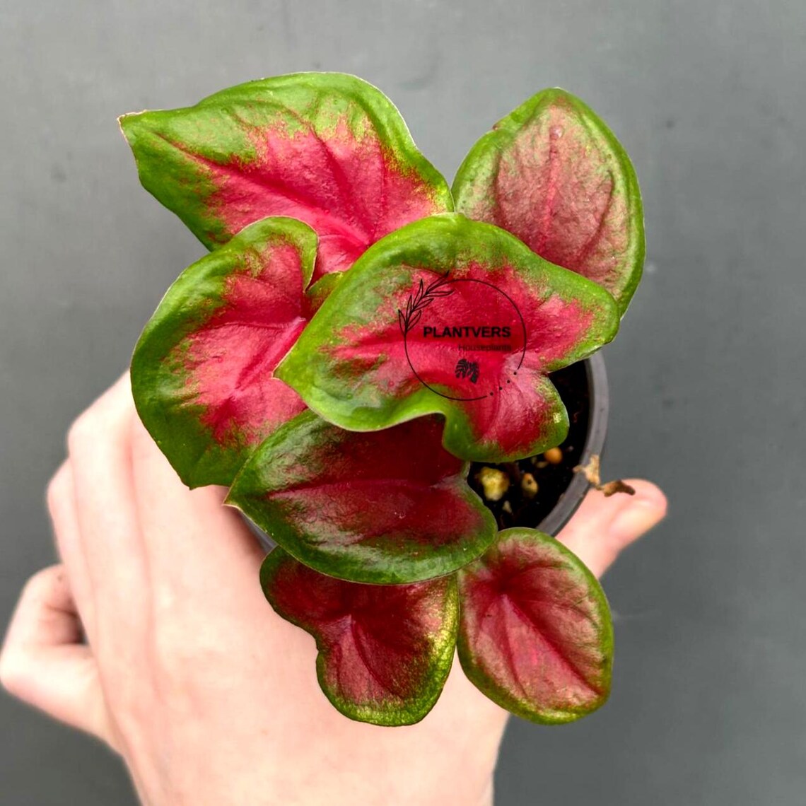 Caladium Bicolor Plant in a 2