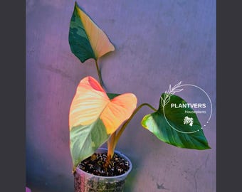 Variegated Homalomena Pink Diamond Live Plant - Rare Pink Foliage Houseplant - Collector's Aroid - Exact Same Plant - US Seller