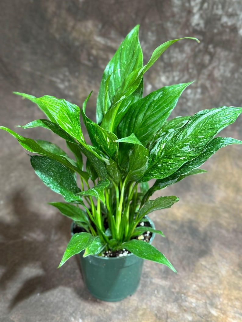 PlantVers Peace Lily - Thumbnail 3