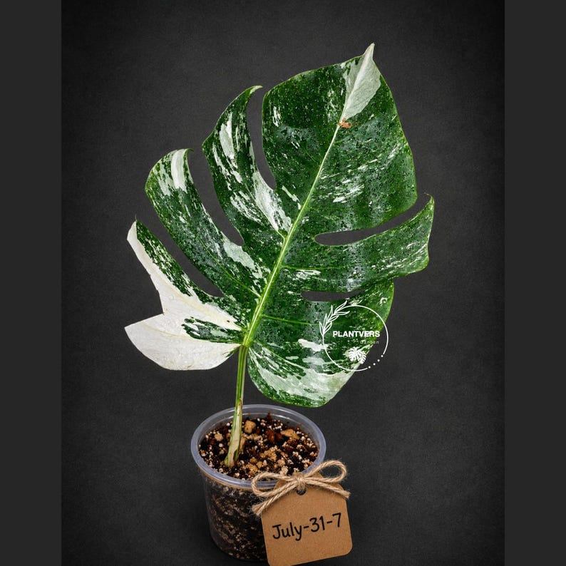 Monstera Albo - Rare Variegated Monstera Borsigiana Albo - Rare Collector Plant - White Monstera Albo - EXACT Same Plant - USA Seller Pot-July-31-7