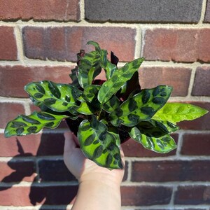 Rare Calathea Lancifolia 2” pot - Air purifier plant - Rare Houseplant - Rattlesnake Plant - SAME PLANT as pictures bild 4