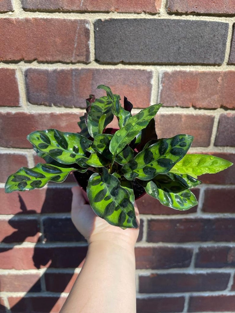 Rare Calathea Lancifolia 2” pot - Air purifier plant - Rare Houseplant - Rattlesnake Plant - SAME PLANT as pictures bild 4