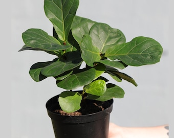 Fiddle Fig Tree in 6" Nursery Pot | Large Ficus Lyrata Fig Tree | Low light Indoor Plant | Air Purifying Houseplants Gift Plant
