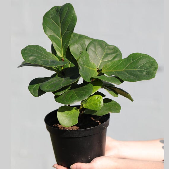 Fiddle Fig Tree in 6" Nursery Pot | Large Ficus Lyrata Fig Tree | Low light Indoor Plant | Air Purifying Houseplants Gift Plant