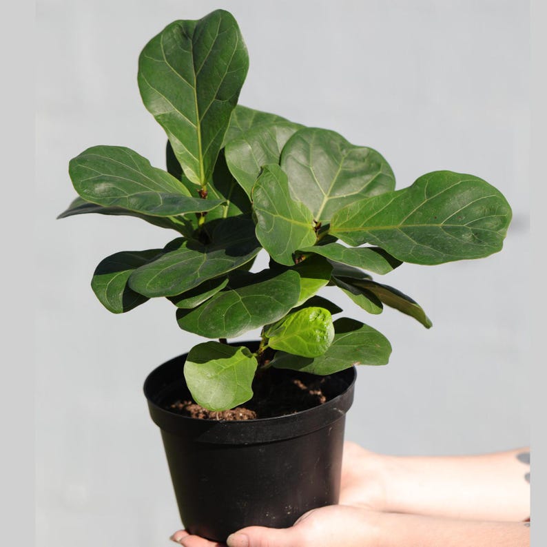 May include: A small potted fiddle leaf fig plant with dark green leaves in a black plastic pot.