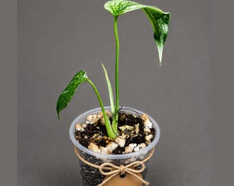 Monstera Deliciosa White Monster - Super Rare Variegated Monstera Beauty Starter Plant -Stunning EXACT Plant - US Seller