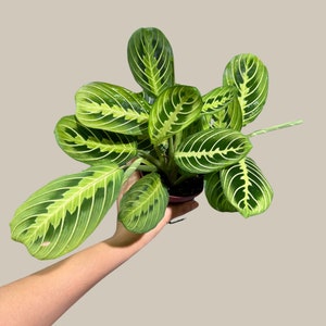 Live Lemon Lime Prayer Plant - Low Light Office Plant - Maranta Leuconeura - Potted Gift houseplant - Air Purifier Indoor Plant - Gift Plant