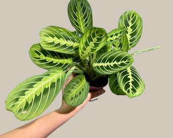 Live Lemon Lime Prayer Plant - Low Light Office Plant - Maranta Leuconeura - Potted Gift houseplant - Air Purifier Indoor Plant - Gift Plant