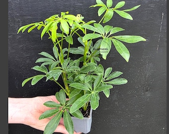 May include: A small potted plant with vibrant green leaves, held against a dark background. The plant has multiple stems with clusters of oval-shaped leaves. The leaves vary in shades of green, with some lighter, newer growth visible. The pot is a square, gray container.