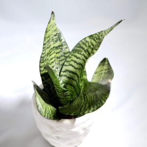 May include: A snake plant in a white textured ceramic pot. The plant's leaves are a vibrant green with horizontal dark green stripes. The pot has a unique, organic shape, and the background is plain white.
