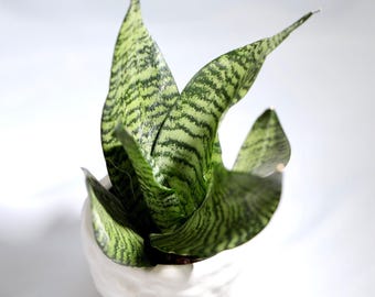 Sansevieria Pflanze Schlangenpflanze in 10 cm Blumentopf | Luftreinigende Zimmerpflanze | Wenig Licht pflegeleichte Anfänger Haustier freundliche Pflanze