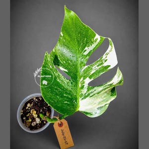 Monstera Albo - Rare Variegated Monstera Borsigiana Albo - Rare Collector Plant - White Monstera Albo - EXACT Same Plant - USA Seller Pot-July-31-17