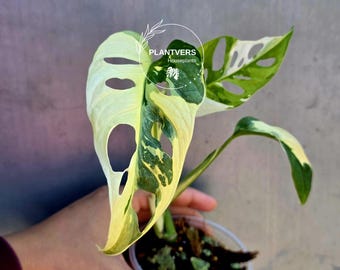 High Variegated White Monstera Adansonii Albo - Swiss Cheese Collector Rare EXACT Plant - US Seller