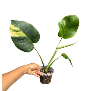 Super Rare Variegated Monstera Green on Green Plant - Variegated Monstera Top Cut Potted Plant - Collector&#39;s Indoor SAME Plant - US Seller