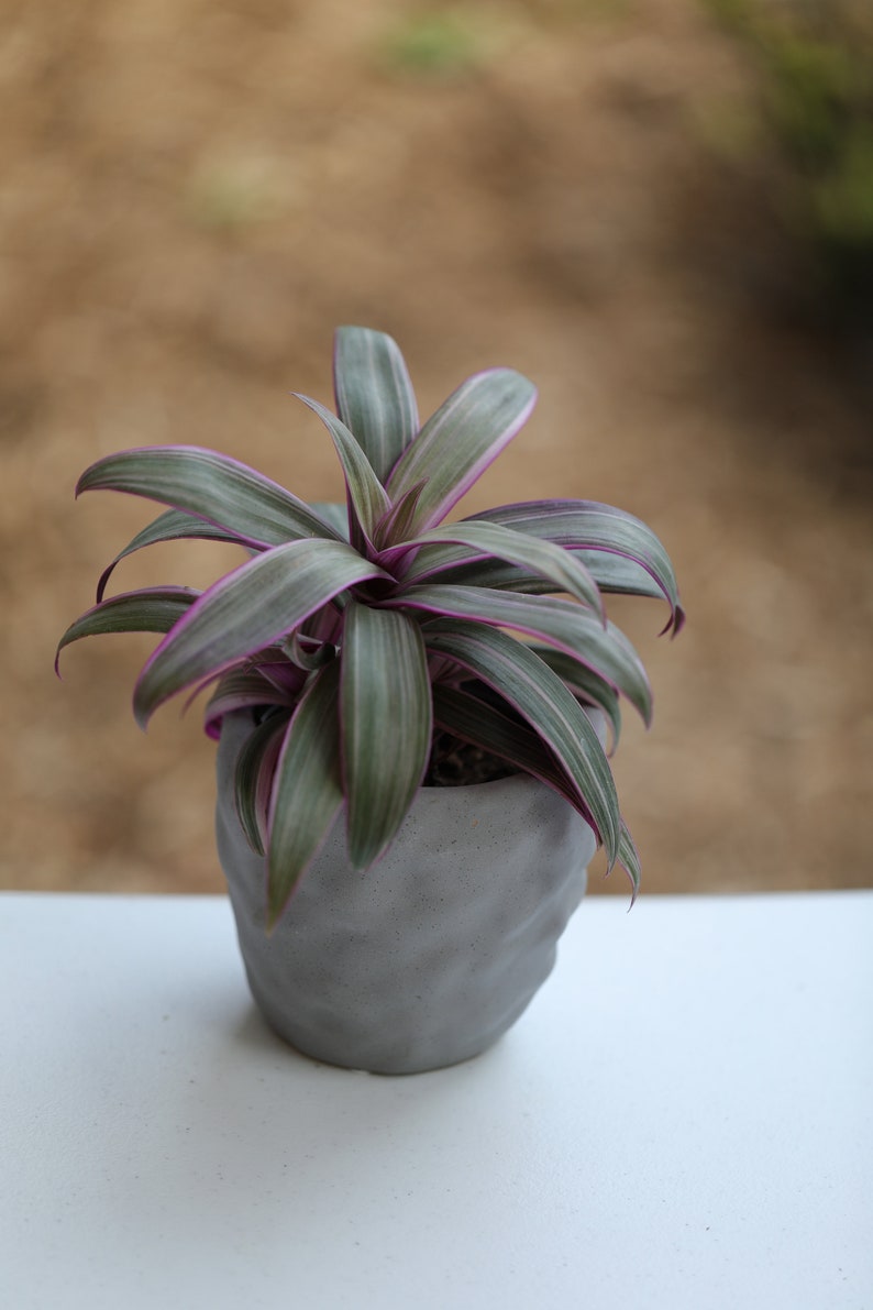 Tradescantia Spathacea Tricolor