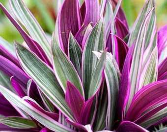 Rare Tradescantia - Rare purple variegated wandering Jew -  Mosses in the cradle - Beautiful Easy Care indoor plant