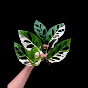 Monstera Adansonii Albo Variegated Swiss Cheese Premium Color Swiss - Rare Collectors Plant - Similar PLANT as pictures - US Seller