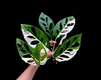 Monstera Adansonii Albo Variegated Swiss Cheese Premium Color Swiss - Rare Collectors Plant - Similar PLANT as pictures - US Seller