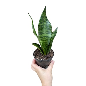 Snake Plant in 3&quot; Pot | Mother-In-Law&#39;s-Tongue Plant | Sansevieria Zeylanica | Dracaena trifasciata | Indoor Plants |  Easy Care Plant