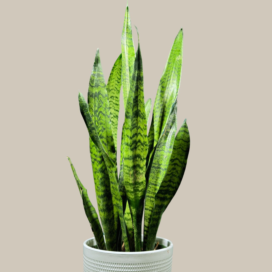 Snake Plant in Nursery Pot Sansevieria Zeylanica Best Green Snake Plant Indoor Air Purifier Hardy Low Light Office Plants Gift Plant