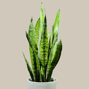 Snake Plant in Nursery Pot | Sansevieria Zeylanica Best Green Snake Plant | Indoor Air Purifier Hardy low light Office Plants | Gift plant