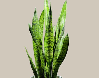 Snake Plant in Nursery Pot | Sansevieria Zeylanica Best Green Snake Plant | Indoor Air Purifier Hardy low light Office Plants | Gift plant