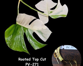 Monstera Albo 2 Leaf Top Cut- Rare variegated Monstera Borsigiana albo - SAME plant as pictures