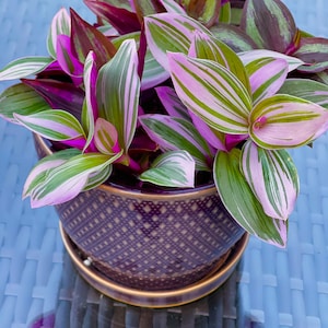 Tradescantia Nanouk Lilac Plant, Pink Silver Wandering Jew Mix Pot - 4" Pot of indoor tradescantia