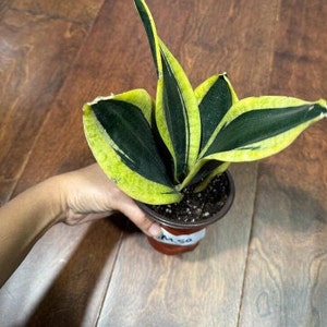 Rare Sansevieria Black Gold Snake Plant in 3” pot - Indoor Air Purifiernt - Snake Plant Laurentii - Live Houseplant - US seller