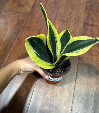 Rare Sansevieria Black Gold Snake Plant in 3” pot - Indoor Air Purifiernt - Snake Plant Laurentii - Live Houseplant - US seller