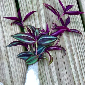 Wandering Jew Unrooted Cuttings - Gorgeous purple pink variegated foliage - Extremely easy care Hardy houseplant - Low to medium light