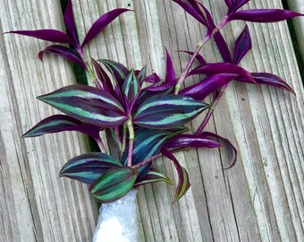 Wandering Jew Unrooted Cuttings - Gorgeous purple pink variegated foliage - Extremely easy care Hardy houseplant - Low to medium light