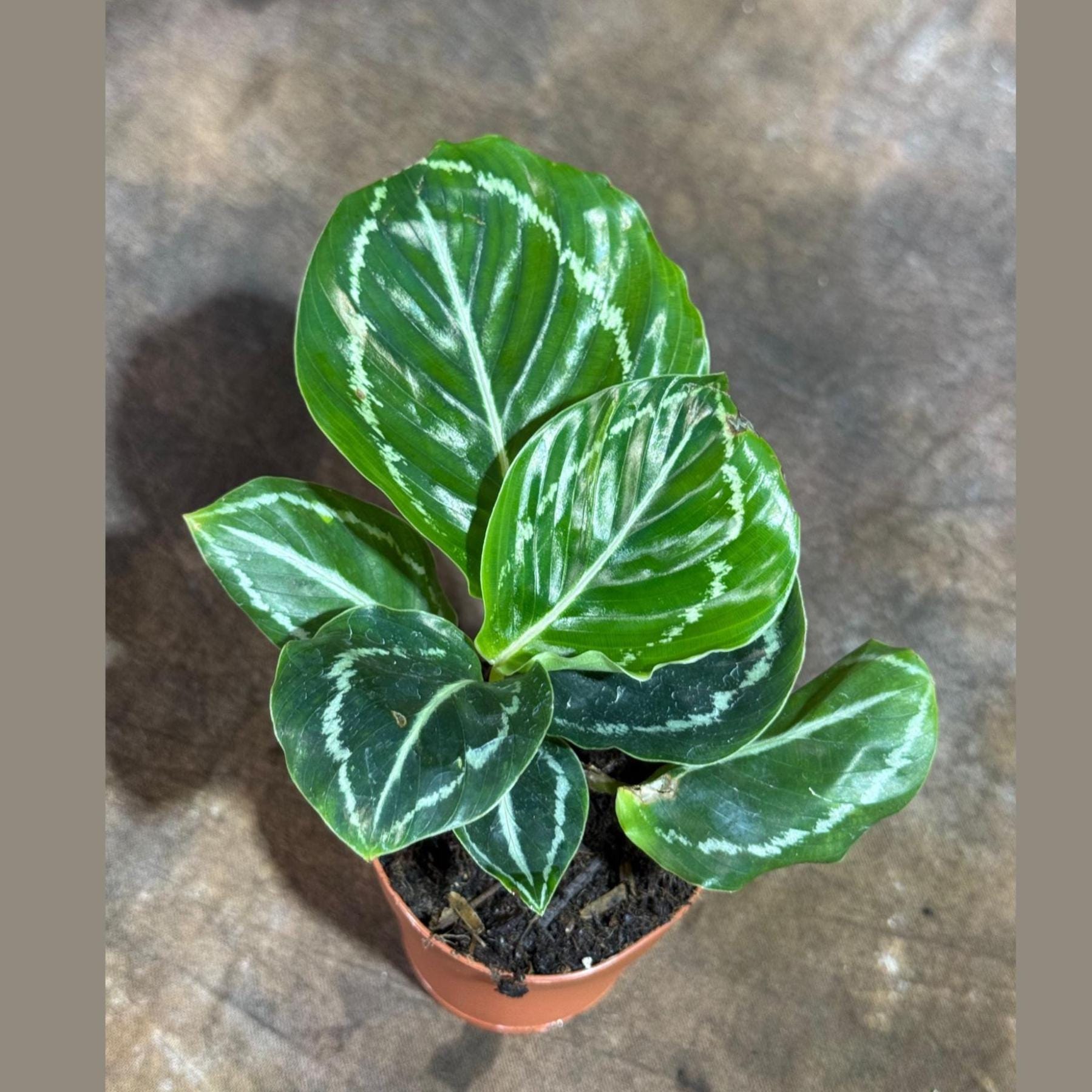 Calathea Roseopicta Medallion Plant in a 2" Nursery Pot- Indoor Potted Evergreen Houseplant - Rose-Painted Calathea Medallion -Starter Plant