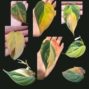 Rare Variegated Philodendron Mican Aurea High Variegated Cutting - US SELLER