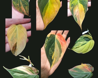 Rare Variegated Philodendron Mican Aurea High Variegated Cutting - US SELLER