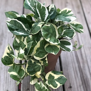 May include: A potted pothos plant with green and white variegated leaves. The plant is in a brown pot and sits on a wooden deck. The leaves have a heart shape and are a mix of green and creamy white.