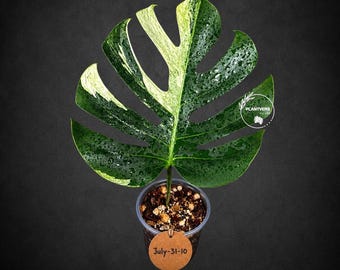 Variegated Monstera Mint Jungle Mint - Full Mint Variegated Monstera - Collector Aroid - US Seller