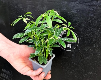 Variegated Schefflera Arboricola Trinette in 2” Pot – Live Umbrella Plant | Low Maintenance Indoor plant | Green Decor Plant | Gifts for Mom