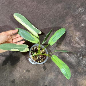 Philodendron Atabapoense Variegated Super Rare Exact Pot - Collector&#39;s Plant - Exact Same Live Plant - US Seller - Variegated Atabapoense
