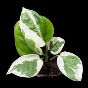 May include: A potted plant with variegated leaves. The leaves are green and white with a marbled pattern. The plant is in a brown pot.