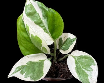 N&#39;joy Pothos Starter Plant in a 2” Pot - Low light indoor plant - Terrarium plant, Office plant, Gift plant