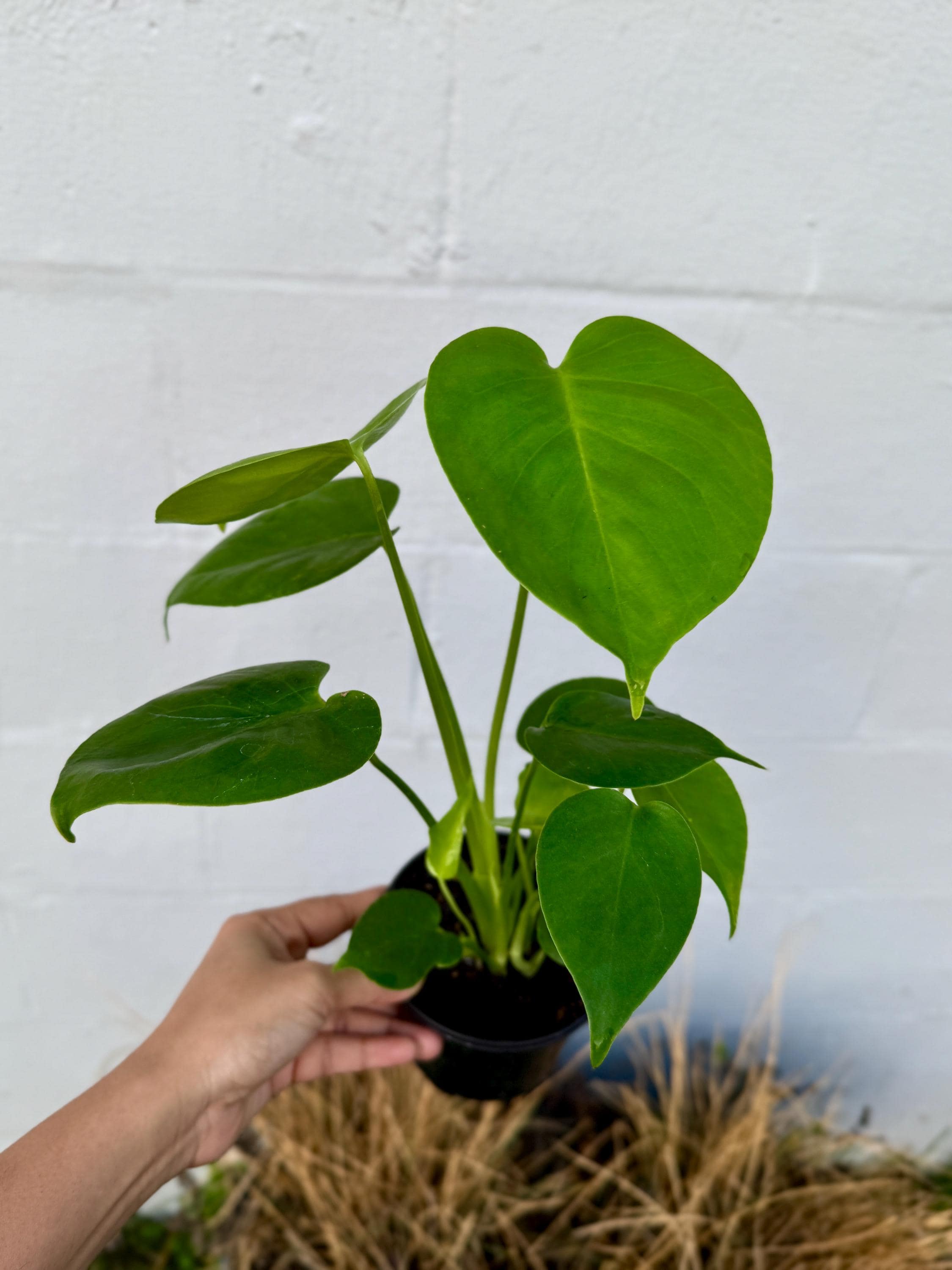 Monstera Deliciousa Live Indoor Plant, Easy Care Low Light