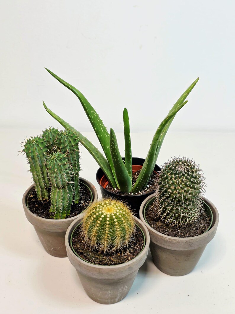 Assorted Live Cactus Plants Set in 4