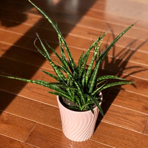 Rare Snake plant in 4” pot - indoor easy care low maintenance houseplant - low light Succulent - Live houseplant - Indoor air purifier